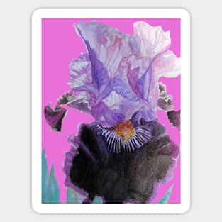 Purple and Black Bearded Iris irises Watercolor Pink Floral Flowers Painting Sticker